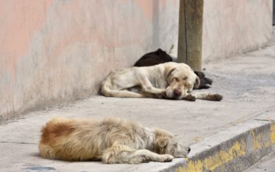 Centro de Bienestar Animal busca la atención y protección de animales abandonados en Neiva