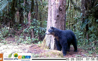 Oso de anteojos reaparece en el Huila