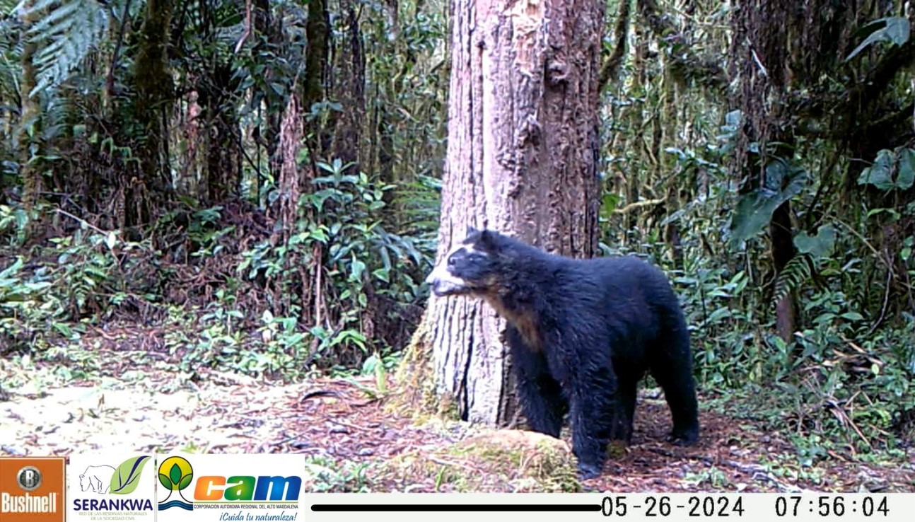 Oso de anteojos reaparece en el Huila