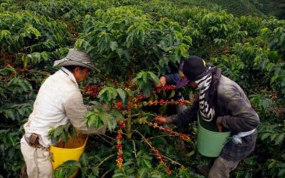 La bonanza cafetera dinamiza la economía de Colombia