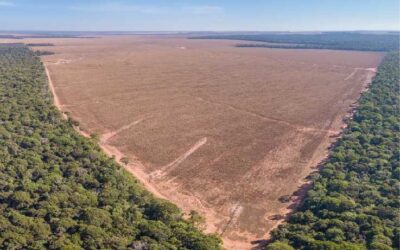 Deforestación en la Amazonía se disparó por narcotráfico y minería ilegal