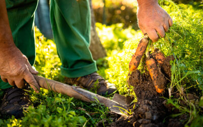 Agricultura regenerativa: clave para mejorar la productividad y mitigar el cambio climático