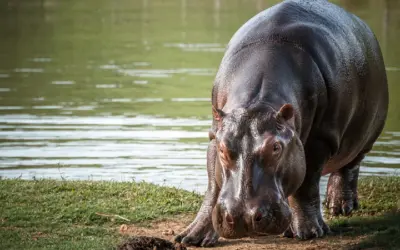 Hipopótamos de Pablo Escobar serán esterilizados para controlar su reproducción