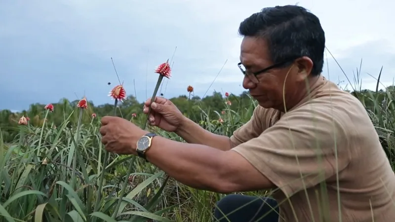 Flores exóticas de Colombia con destino a Brasil