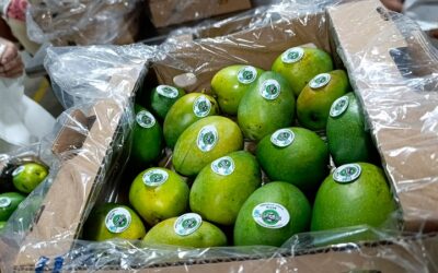 Colombia exportó 13 toneladas de mango de azúcar a Estados Unidos