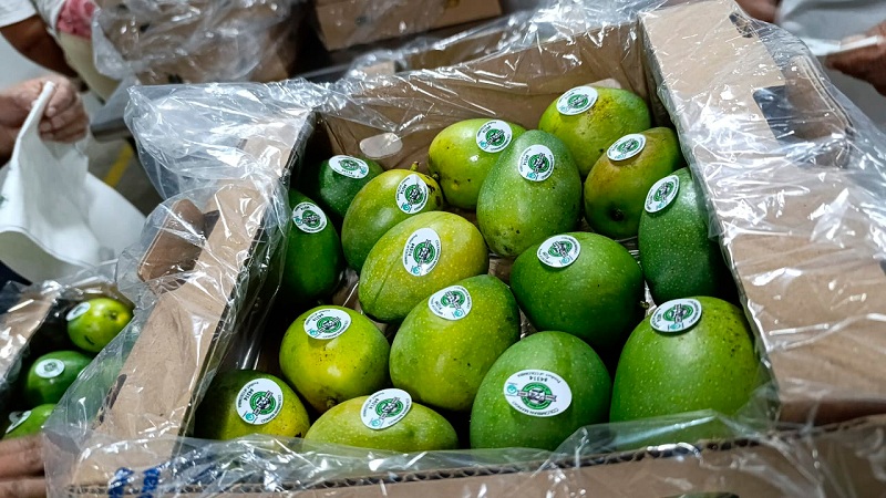 Colombia exportó 13 toneladas de mango de azúcar a Estados Unidos