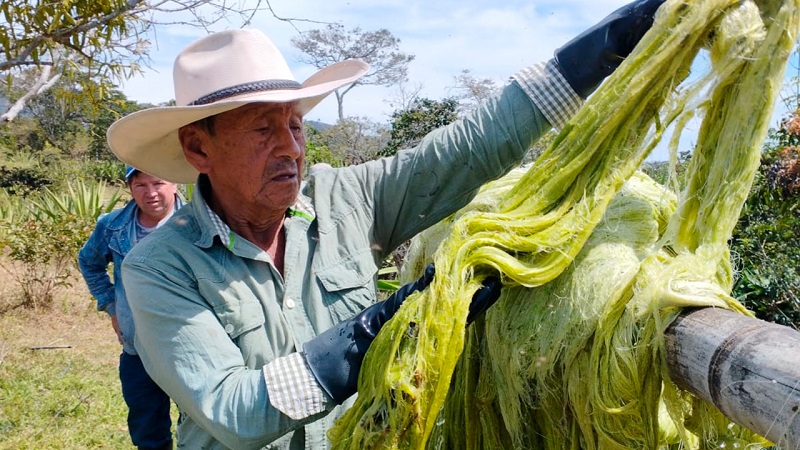 Promueven el uso del fique como alternativa a los plásticos de un solo uso