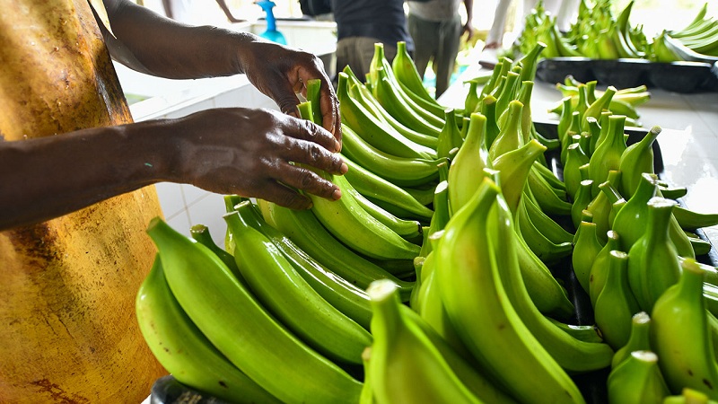 Grupo Éxito comprará productos agrícolas donde antes había cultivos ilícitos