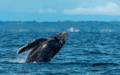 Regulaciones y recomendaciones para el avistamiento de ballenas en Colombia