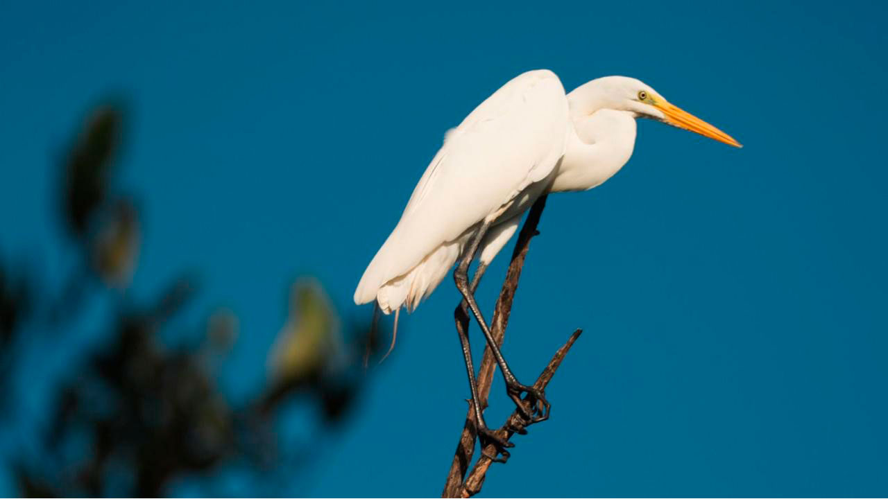 Colombia volvió a ocupar el primer lugar del mundo en avistamiento de aves