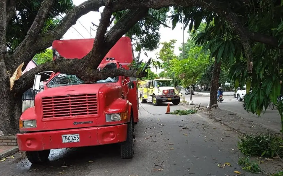 Rama de un árbol cayó sobre un camión