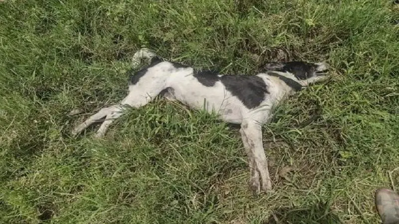 Denuncian envenenamiento de perros en Garzón, Huila