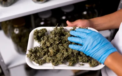 Cannabis: la industria que se abre a paso lento en el departamento del Huila