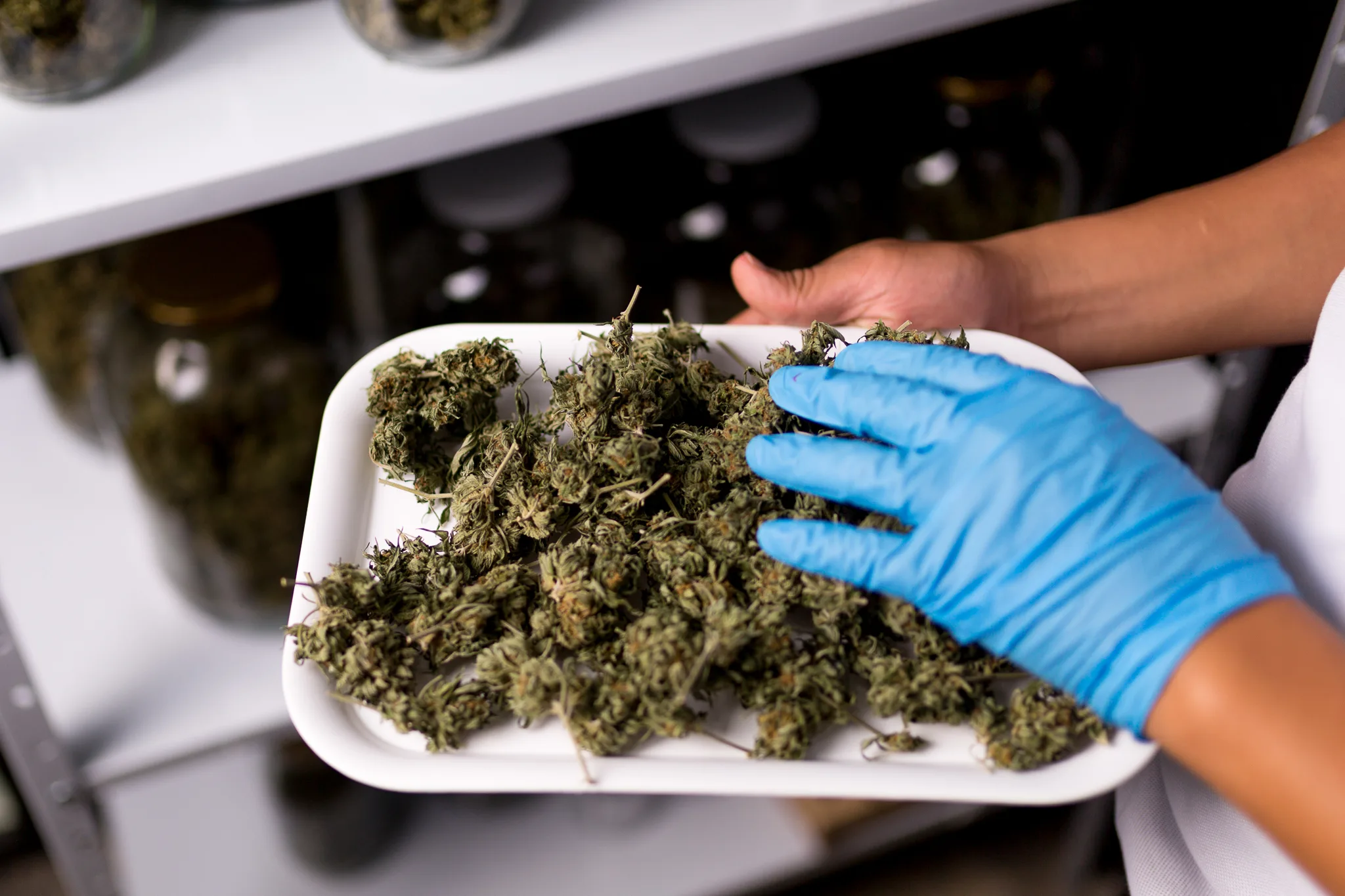Cannabis: la industria que se abre a paso lento en el departamento del Huila