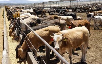 OMS lanza alerta por gripe aviar: denuncian presencia del virus en ganaderías