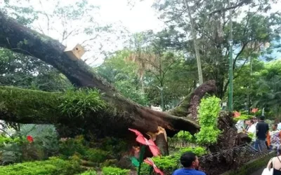 Se desplomó gigantesco árbol en el parque principal de La Plata