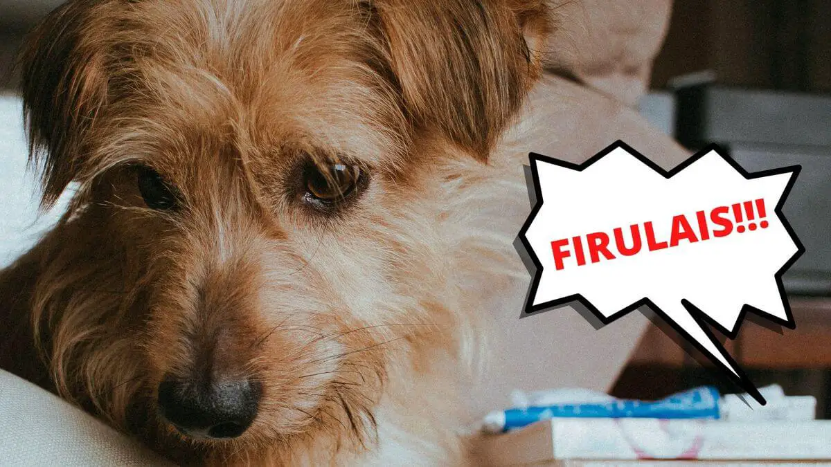 La palabra ‘Firulais’ usada para nombrar a los perros proviene de México