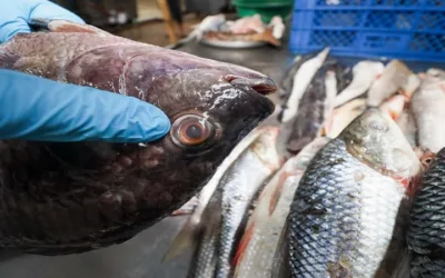 Iniciaron controles a ventas de pescado en Neiva