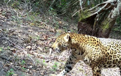 Jaguar reapareció en Casanare 17 años después de haber sido declarado extinto.