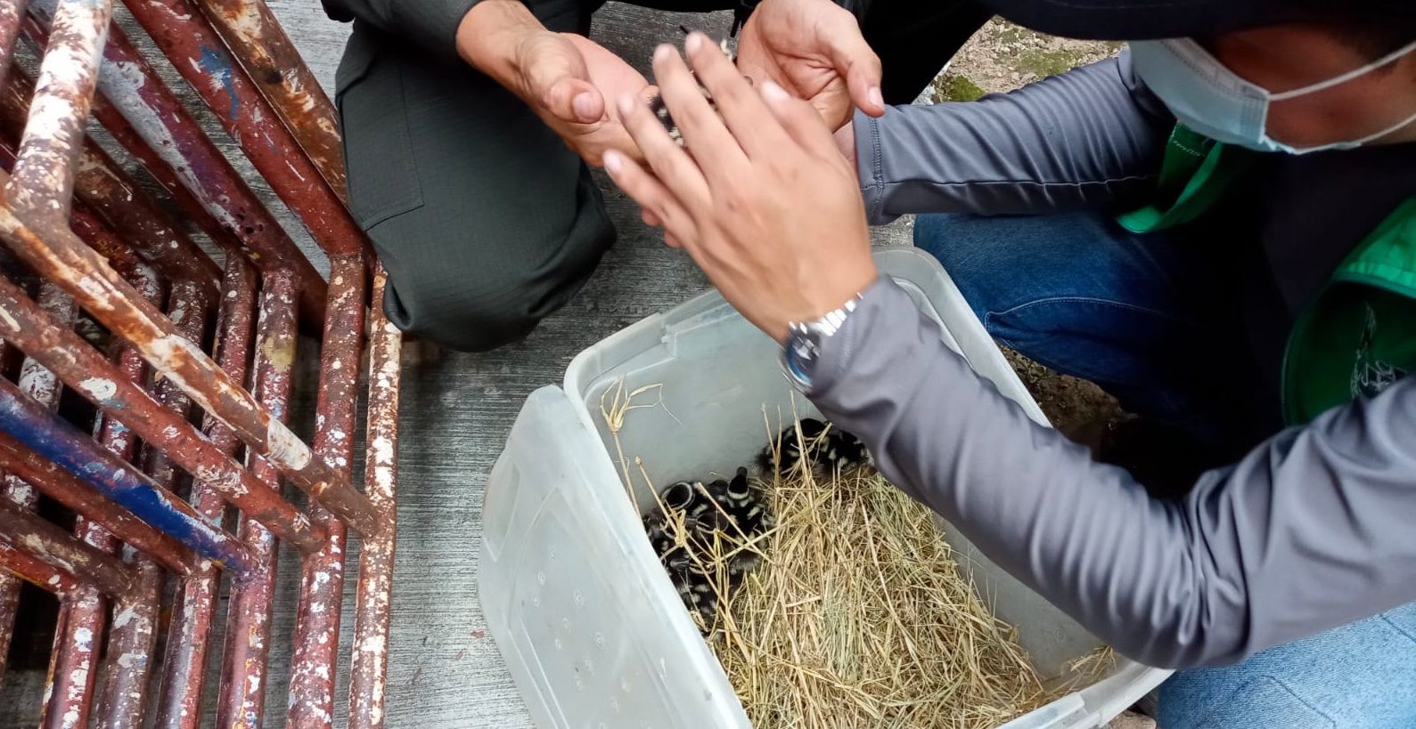 Patos pisingos fueron rescatados en Neiva