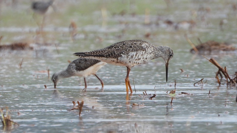 Aves migratorias hacen escala en el Huila