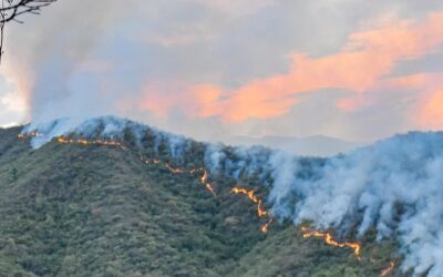 Incendios forestales en Palermo bajo control en un 90%, según autoridades locales