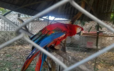 Rescatan cinco animales silvestres en Palermo, Huila