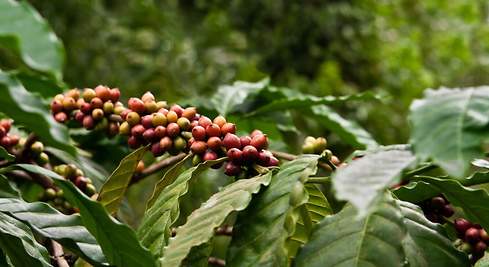 Precio del café colombiano alcanza un máximo histórico
