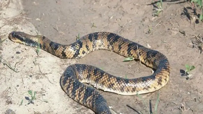 En Uruguay se halló una de las serpientes más grandes de Sudamérica