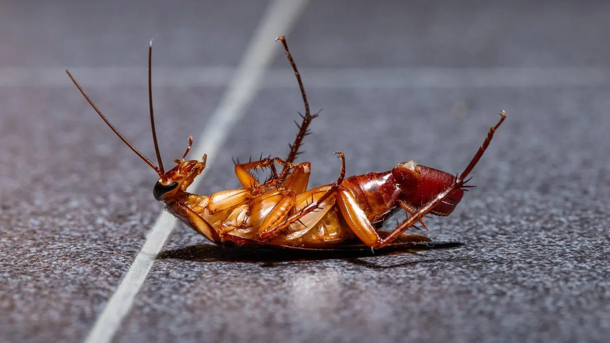 La OMS advierte del peligro de pisar cucarachas