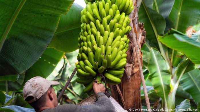 Tello: Mayor productor de banano del Huila le apuesta al agro y el turismo