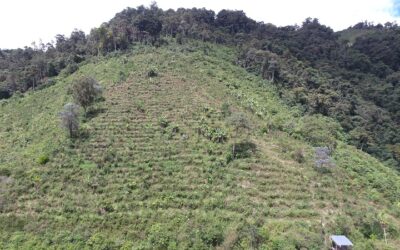 El Huila recupera 500 hectáreas de suelos degradados por incendios forestales