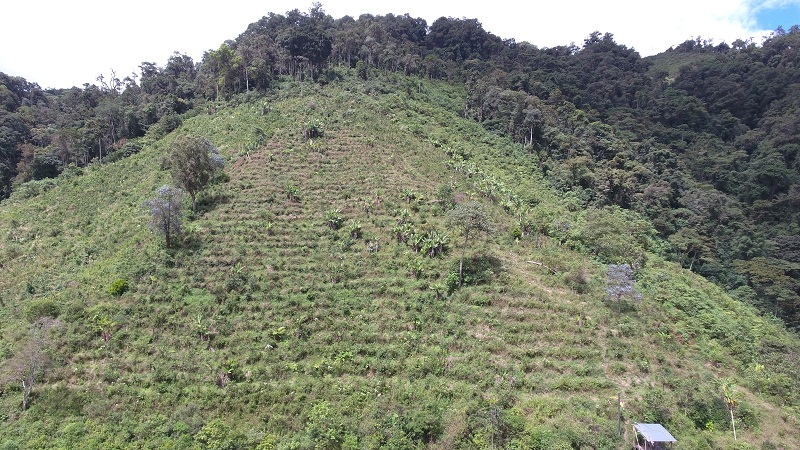 El Huila recupera 500 hectáreas de suelos degradados por incendios forestales