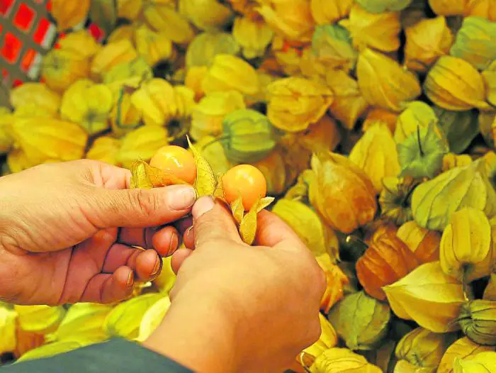 Exportaciones de frutas exóticas crecieron 15,6%