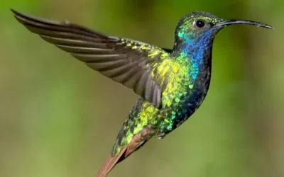 El colibrí ala de sable