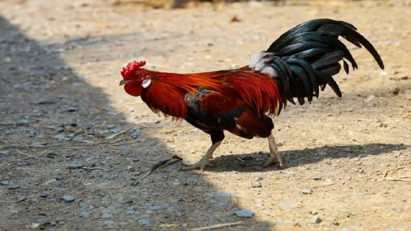Radican proyecto para prohibir peleas de gallos