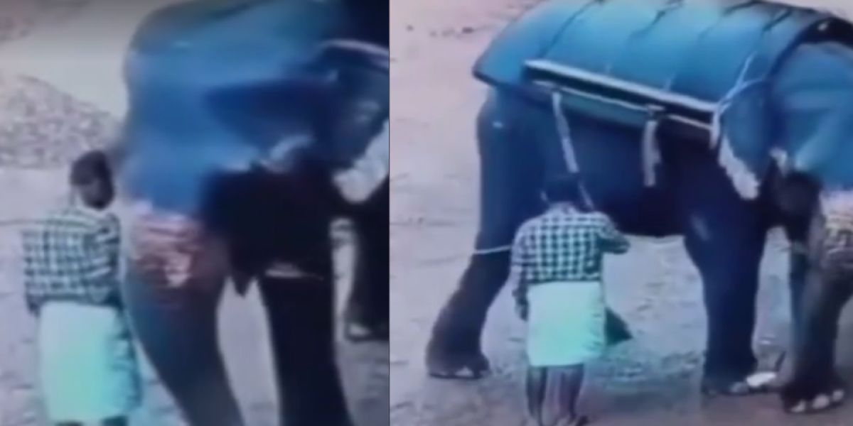 Elefante mató a su domador tras ser golpeado