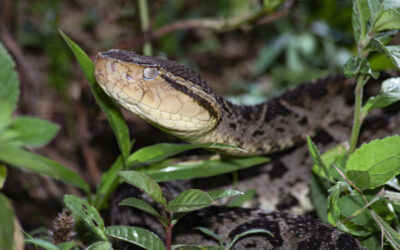 Cada semana reportan 100 mordeduras de serpientes en Colombia