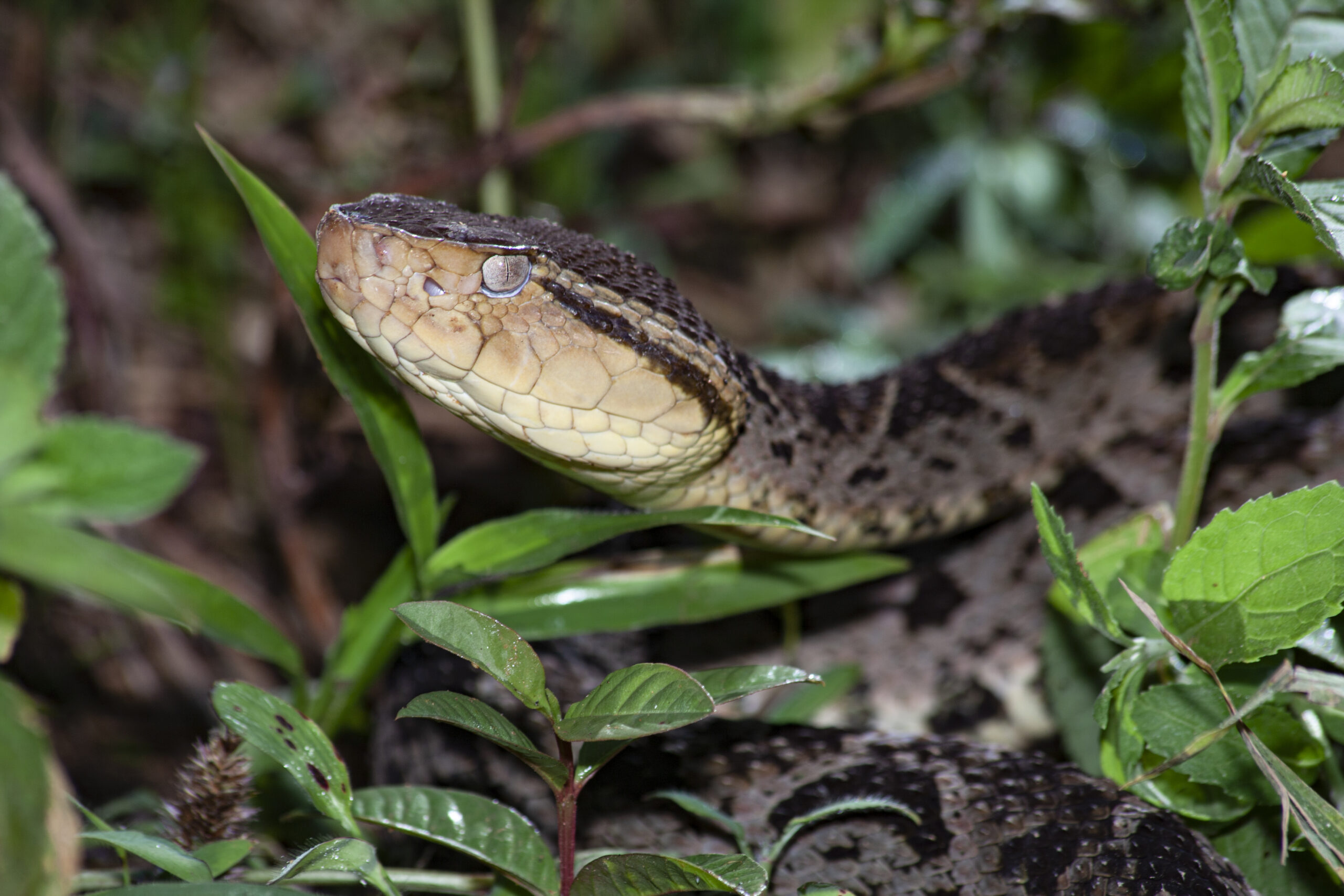 Cada semana reportan 100 mordeduras de serpientes en Colombia