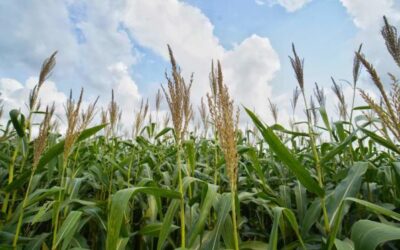 Fenalce pide al Gobierno medidas urgentes para apoyar la producción de maíz y soya
