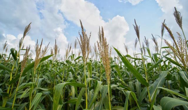 Fenalce pide al Gobierno medidas urgentes para apoyar la producción de maíz y soya