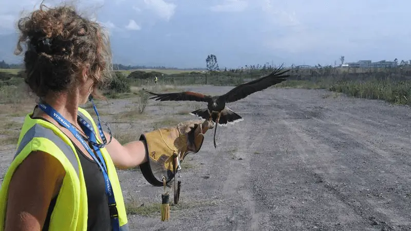 Equipo de aves entrenadas vigilan el aeropuerto de Quito para evitar choques