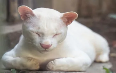 Primer Ocelote Albino conocido en el mundo, está en Colombia