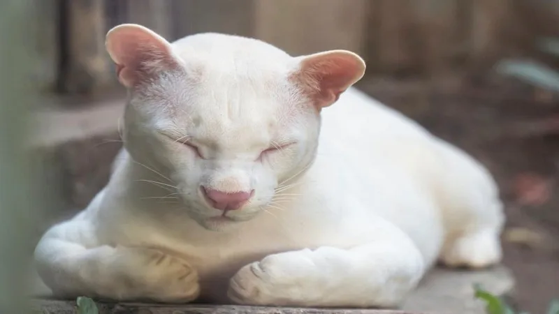 Primer Ocelote Albino conocido en el mundo, está en Colombia