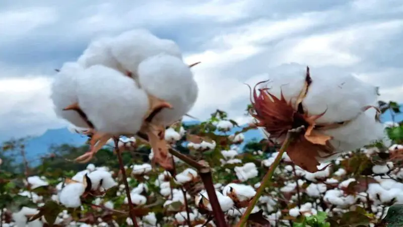 ¿Revive la esperanza del algodón en el Huila?