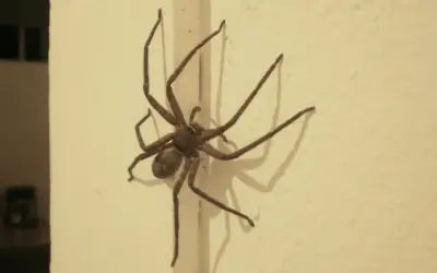 Revelan 48 especies nuevas de arañas venenosas en Australia