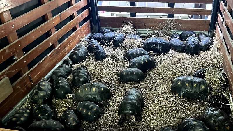47 tortugas rescatadas en el Huila, fueron liberadas en el Meta