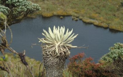 En el Huila buscan la conservación de páramos y bosques andinos en la cordillera oriental