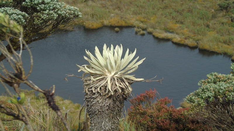 En el Huila buscan la conservación de páramos y bosques andinos en la cordillera oriental