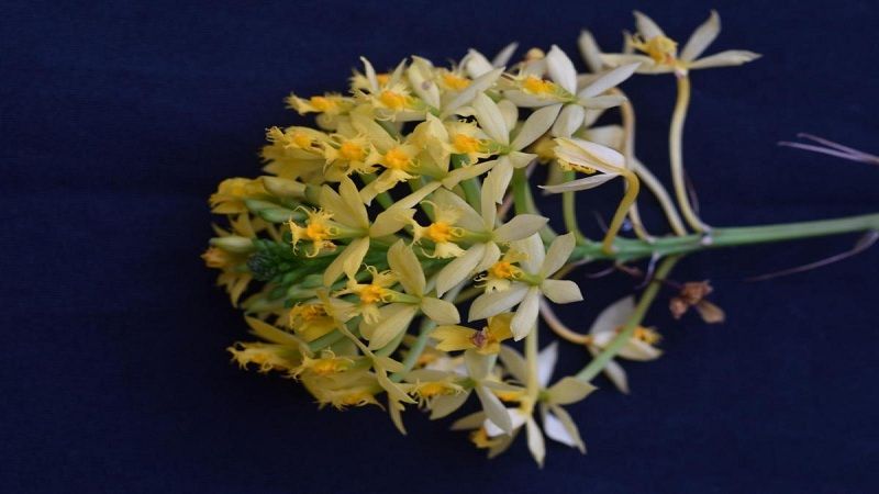 La nueva especie de orquídea descubierta en el Huila